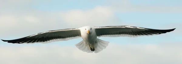 Letící Racek (Larus dominicanus) — Stock fotografie