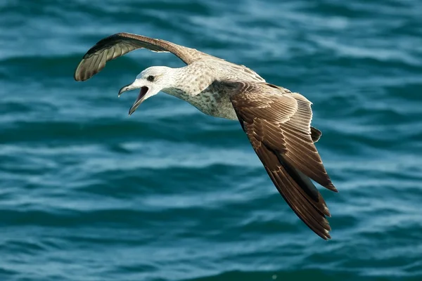 Που φέρουν kelp Γλάρος (Larus dominicanus) — Φωτογραφία Αρχείου