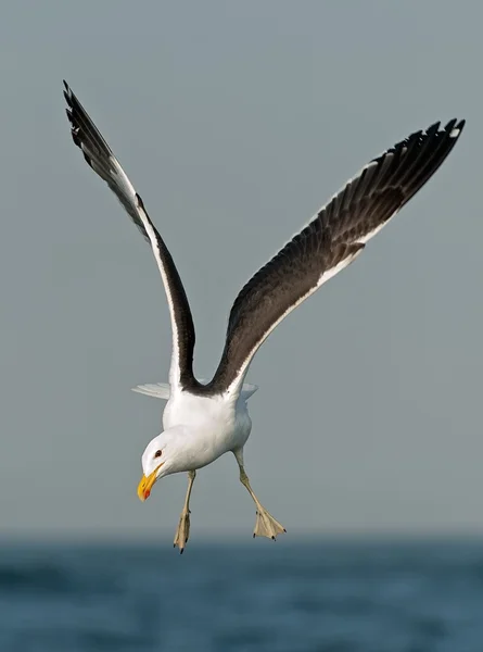 Που φέρουν kelp Γλάρος (Larus dominicanus) — Φωτογραφία Αρχείου