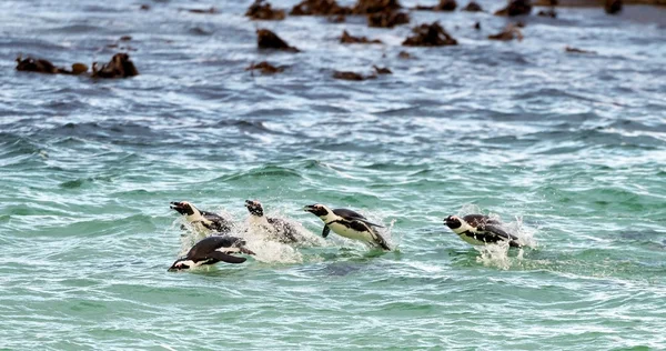 The African penguins (Spheniscus demersus) — Stock Photo, Image