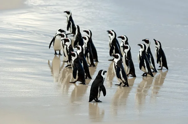 Pingüinos africanos caminantes — Foto de Stock