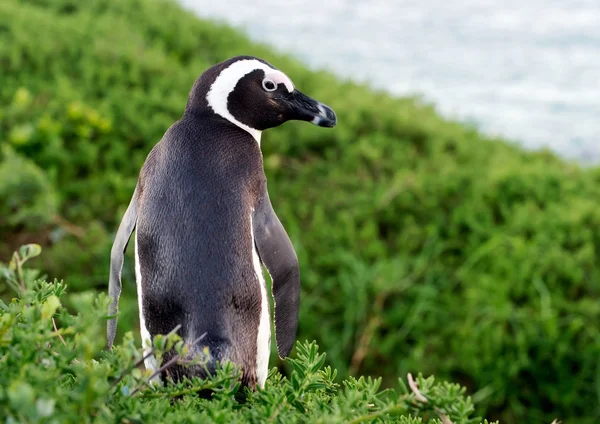 Портрет африканского пингвина — стоковое фото