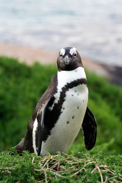 Ritratto di pinguino africano — Foto Stock