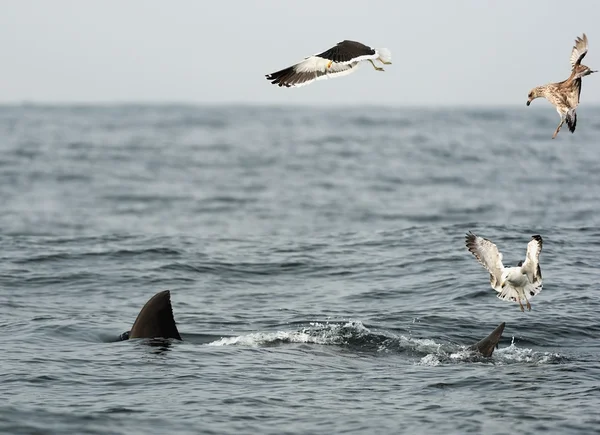 Fins of a white shark and Seagulls — Stock Photo, Image