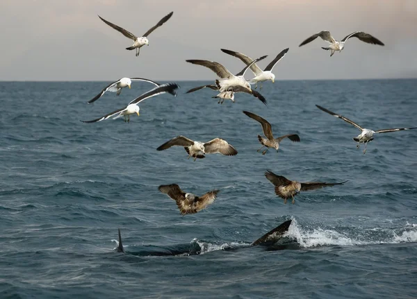 Martılar ve beyaz köpekbalığı yüzgeçleri — Stok fotoğraf