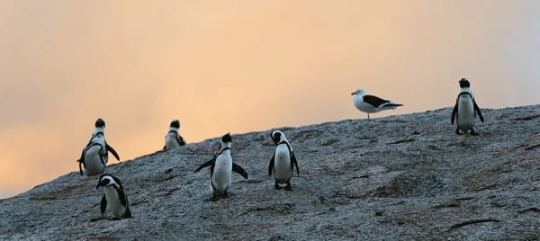 Afrikanische Pinguine in der Dämmerung. Abendhimmel. — Stockfoto