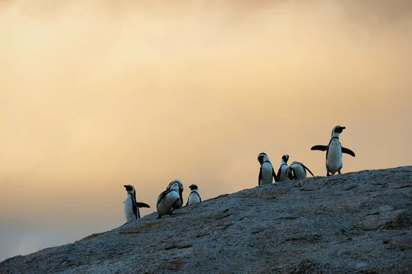 Pingüinos africanos en crepúsculo. Cielo del atardecer . —  Fotos de Stock