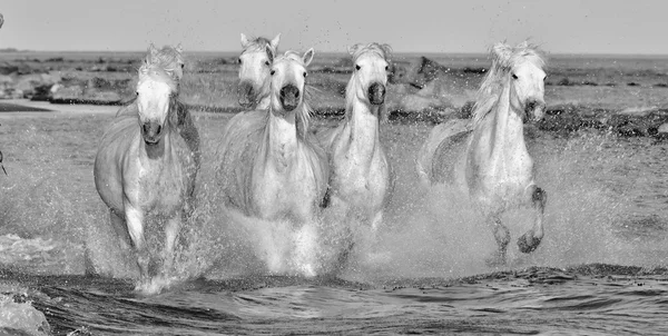 Kolejny biały koni — Zdjęcie stockowe