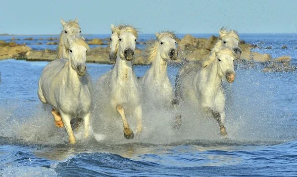 Lopende witte paarden — Stockfoto