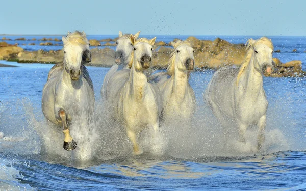 Çalışan beyaz at — Stok fotoğraf