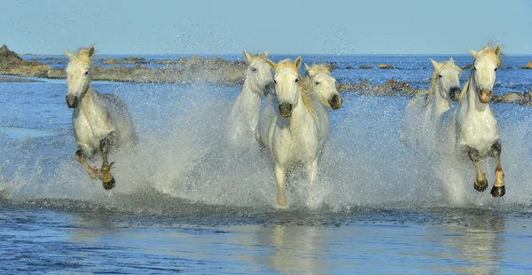 Corrida de cavalos brancos — Fotografia de Stock