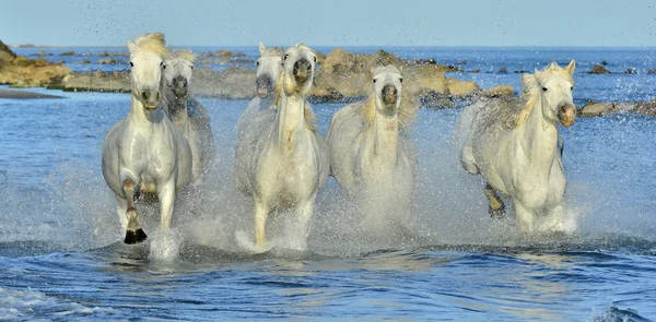 Futó lovak fehér — Stock Fotó