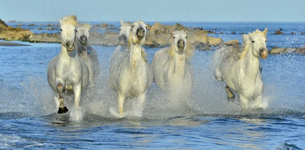 Lopende witte paarden — Stockfoto