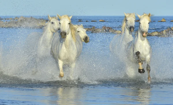 Courir chevaux blancs — Photo