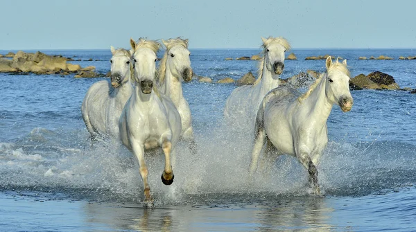 Çalışan beyaz at — Stok fotoğraf