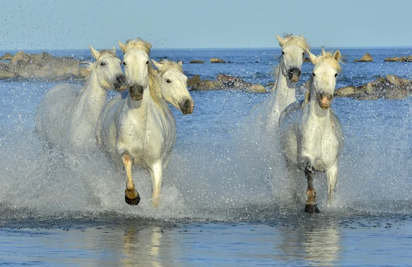Corrida de cavalos brancos — Fotografia de Stock