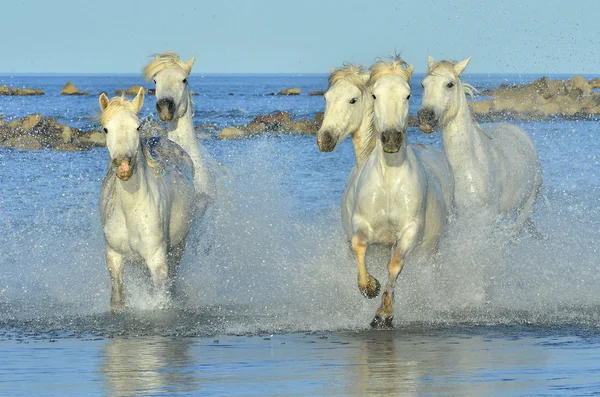 Běžící koně bílé — Stock fotografie