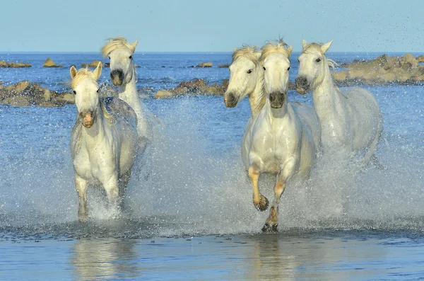 Lopende witte paarden — Stockfoto