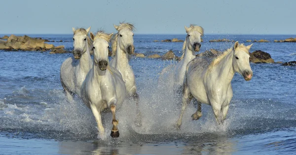 白い馬を実行 — ストック写真