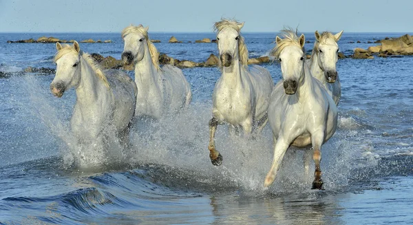 Courir chevaux blancs — Photo