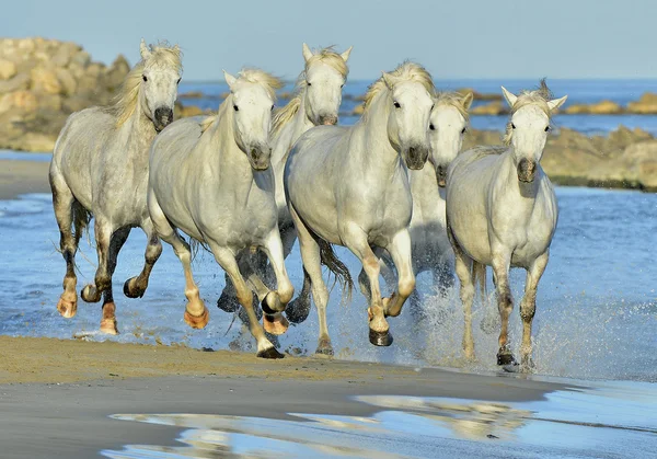 Lopende witte paarden — Stockfoto