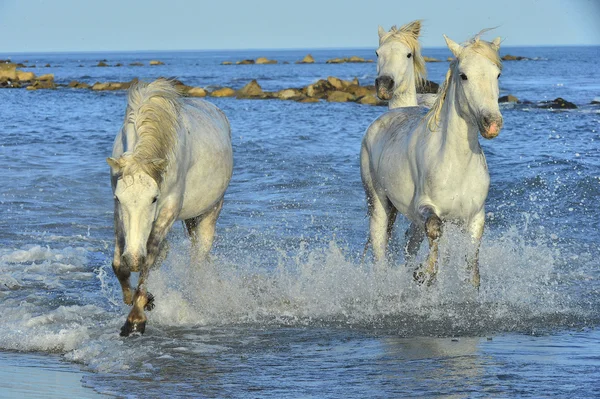 Courir chevaux blancs — Photo