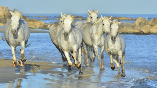 Бегущие белые лошади — стоковое фото