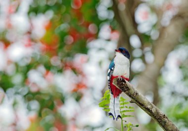 Küba Trogon veya Tocororo