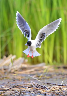 Küçük martı Larus sylviella