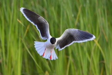 Küçük martı Larus sylviella