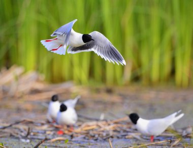 Küçük martı Larus sylviella