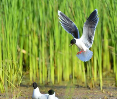 Küçük martı (Larus sylviella)