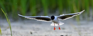 Küçük martı (Larus sylviella) uçan