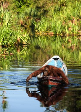 The orangutan floats in a boat, clipart