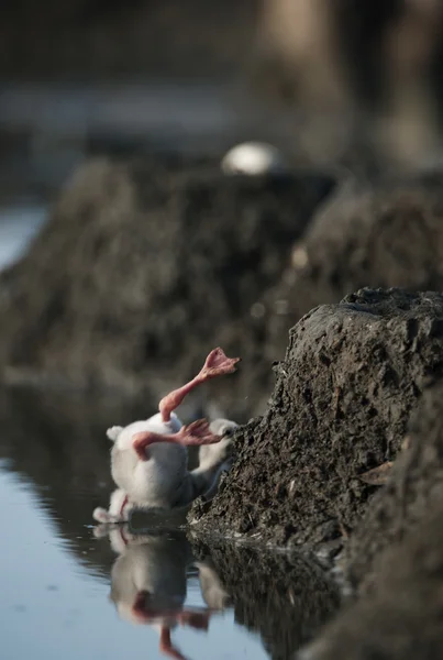 Little newborn flamingo — Stock Photo, Image