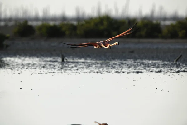 Fliegende karibische Flamingos — Stockfoto