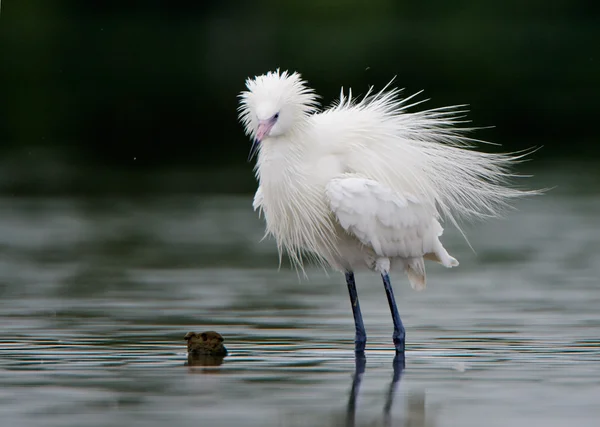 Snowy egret (Egretta Thuja) — Stockfoto