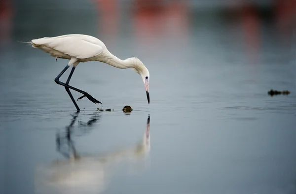 The snowy egret (Egretta thula) — Stock Photo, Image