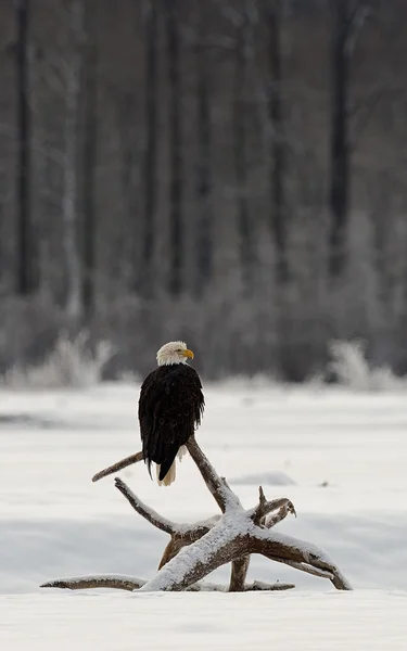 Ιπτάμενος φαλακρός αετός — Φωτογραφία Αρχείου