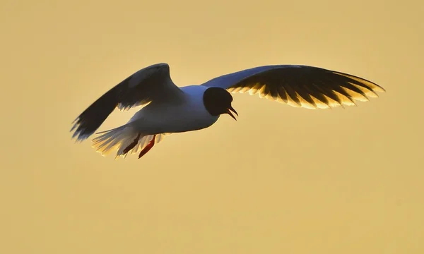 La pequeña gaviota Larus minutus —  Fotos de Stock