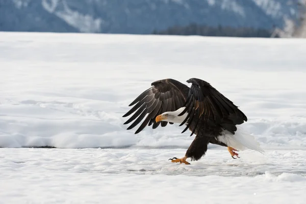 Bald eagle wylądował — Zdjęcie stockowe