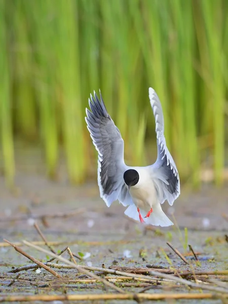O pequeno Gull Larus minutus — Fotografia de Stock