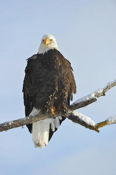 Uma águia careca (Haliaeetus leucocephalus ) — Fotografia de Stock