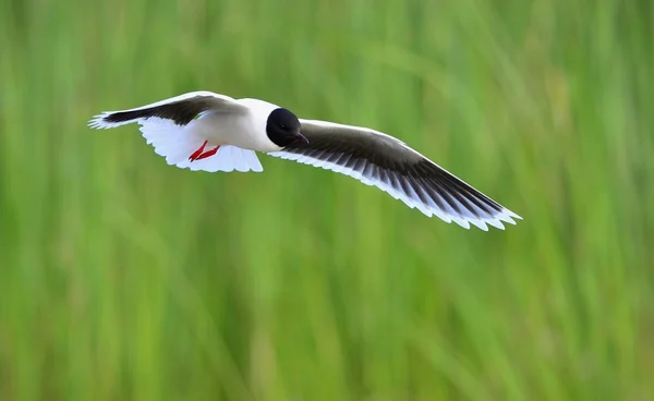 Malý Racek Larus minutus — Stock fotografie