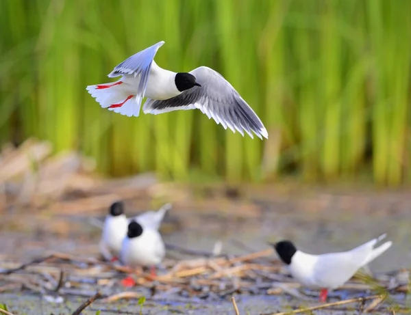 Liten mås Larus minutus — Stockfoto