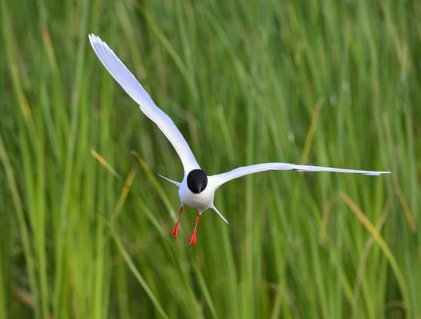 The Little Gull (Larus minutus) in flight — Stock Photo, Image