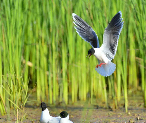 La Petite Mouette (Larus minutus) ) — Photo