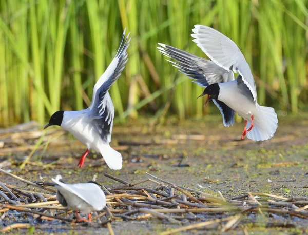 The Little Gull (Larus minutus) — Stock Photo, Image