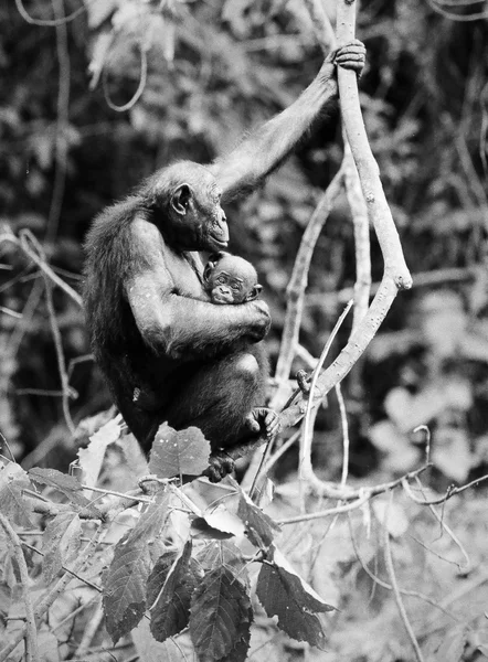 Bonobo with a cub — Stock Photo, Image