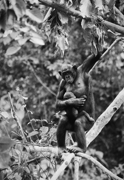 Bonobo with a cub — Stock Photo, Image